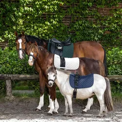 Waldhausen Schabracke Felix, Shetty