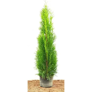 pflanzen-für-dich.de Thuja occidentalis 'Smaragd' Lebensbaum, immergrün, 80–100 cm