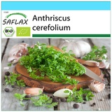 Saflax - BIO - Kerbel - 800 Samen - Mit Geschenkbox, Versandaufkleber, Geschenkkarte und Topfsubstrat - Anthriscus cerefolium