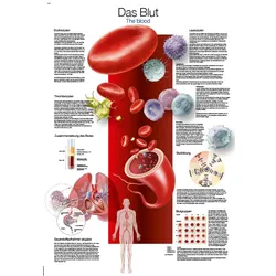 Lehrtafel  Das Blut  70x100cm