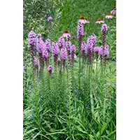 Pflanzen Für Dich Liatris spicata 'Floristan Violett' Prachtscharte, ca.