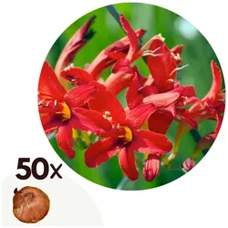 Plant in a Box - Montbretie - 50 Stk - Crocosmia curtonus 'Lucifer' - Blumenzwiebeln - Rot