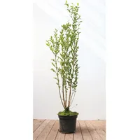 Pflanzen Für Dich Ligustrum ovalifolium, Ovalblättriger Liguster, 100–125 cm