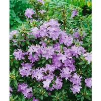 Pflanzen Für Dich Rhododendron impeditum 'Blumiria' Zwerg-Rhododendron, lila, ca.