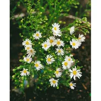 Pflanzen Für Dich Aster ericoides 'Weißer Zwerg', ca. 9x9