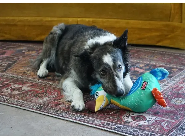 Hundespielzeug Ballistic Vibez Birds Mittel/Groß 26cm