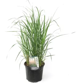 Plant in a Box - Reitgras - Calamagrostis 'Karl Foerster' - Höhe 40-60cm - Topf 23cm