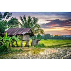Fototapete PAPERMOON "REIS-BAUERNHOF-THAILAND HÜTTE GEBIRGE FELD GEBIRGE PALM", bunt, B:4,50m L:2,80m, Vlies, Tapeten
