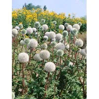 Pflanzen Für Dich Echinops sphaerocephalus 'Arctic Glow' Kugeldistel, ca.