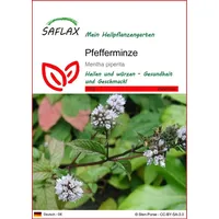 SAFLAX - Heilpflanzen - Pfefferminze - 300 Samen -
