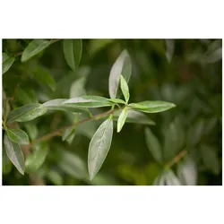 Ligustrum vulgare, Gewöhnlicher Liguster, 80–100 cm