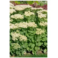 Pflanzen Für Dich Sedum spectabile 'Stardust', Fetthenne, weißblühend, ca.
