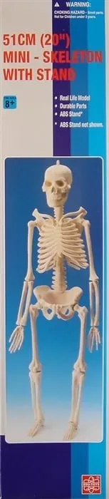 Anatomie Skelett Modell Kinder 51 cm weiß Kunststoff – Bewegliche Gelenke, inkl. Aufhängeständer – ToyAcademy Lernspielzeug