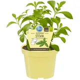 Blu Bio-Süßkraut Stevia Topf-Ø ca. 12 cm Stevia