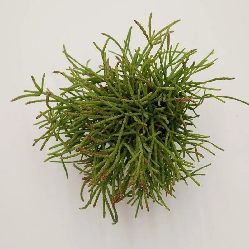 Rhipsalis cassutha - 6cm