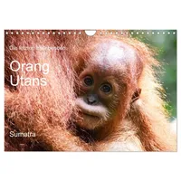 Calvendo Die letzten freilebenden Orang Utans (Wandkalender 2026 DIN