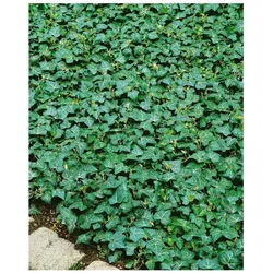 Hedera helix 'Plattensee', Efeu, immergrün, ca. 9x9 cm Topf