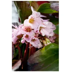 Bergenia cordifolia 'Biedermeier', Riesensteinbrech, rosa, ca. 11x11 cm Topf