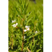 Pflanzen Für Dich Gratiola officinalis, Gottesgnadenkraut ca. 9x9 cm