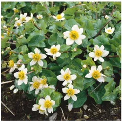 Caltha leptosepala, Sumpfdotterblume, weiß, ca. 9x9 cm Topf