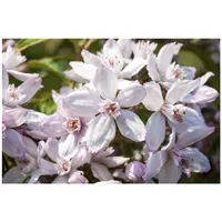 Pflanzen Für Dich Deutzia 'Mont Rose', Maiblumenstrauch, rosa Blüten,