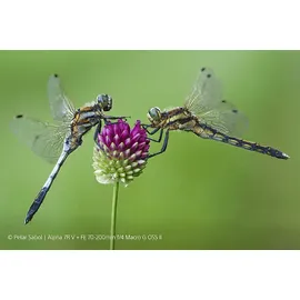 Sony SEL 70-200mm f/4,0 OSS II