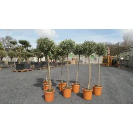 grünwaren Olivenbaum Olive 160 - 180 cm Hochstamm, beste Qualität, winterhart