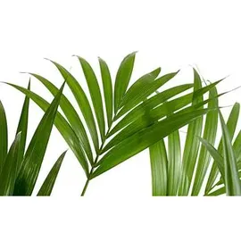 Dehner Kentia-Palme, Howea forsteriana, Hydrokultur, Grün