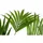 Dehner Kentia-Palme, Howea forsteriana, Hydrokultur, Grün