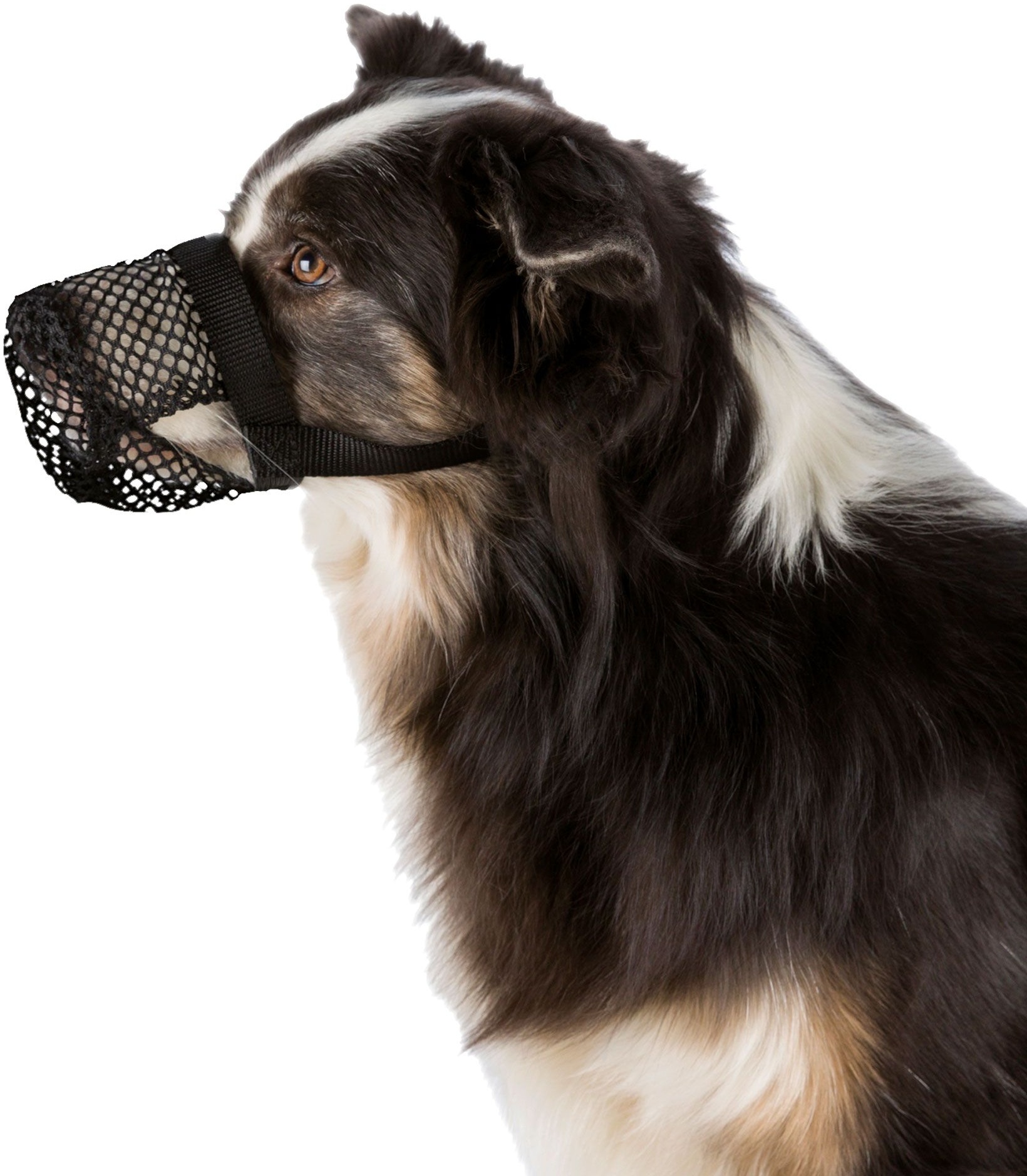 Giftköder Schutznetz für Hunde XS Mundschutz 1 St