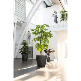 LECHUZA Classico  Ø 60  x 55,5 cm anthrazit metallic