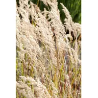 Pflanzen Für Dich Achnatherum calamagrostis, Silberährengras, ca. 9x9 cm