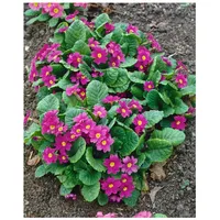 Pflanzen Für Dich Primula x pruhoniciana 'Perle von Bottrop',