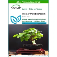 SAFLAX - Bonsai - Weißer Maulbeerbaum - 200 Samen