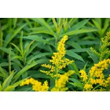 PlantaPro Solidago x cultorum 'Goldkind' 9x9 cm Topf – Winterhart, Mehrjährig, Pflegeleicht – Goldrute – Staude für Beet & Rabatte