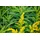 PlantaPro Solidago x cultorum 'Goldkind' 9x9 cm Topf – Winterhart, Mehrjährig, Pflegeleicht – Goldrute – Staude für Beet & Rabatte