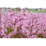PlantaPro Lychnis flos-cuculi 9x9 cm Topf – Winterhart, Mehrjährig, Pflegeleicht – Kuckucks-Lichtnelke – Staude für Feuchtbeet & Teichrand