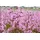 PlantaPro Lychnis flos-cuculi 9x9 cm Topf – Winterhart, Mehrjährig, Pflegeleicht – Kuckucks-Lichtnelke – Staude für Feuchtbeet & Teichrand