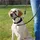 Trixie Top Trainer Trainingsgeschirr Schwarz S
