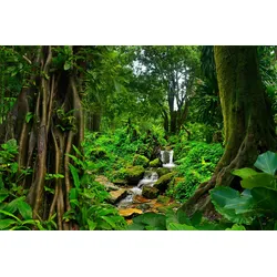 Fototapete PAPERMOON "TROPISCHER WALD-BAUM DSCHUNGEL SONNE WEG PFLANZE BACH", bunt, B:4,00m L:2,60m, Vlies, Tapeten