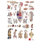 Küchenposter Geflügel (59,4 x 84cm), alles Wichtige auf einen Blick, 1 Stück