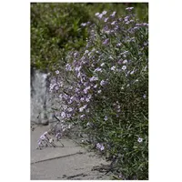 Pflanzen Für Dich Gypsophila repens 'Rosea', Teppich-Schleierkraut, rosa, ca.
