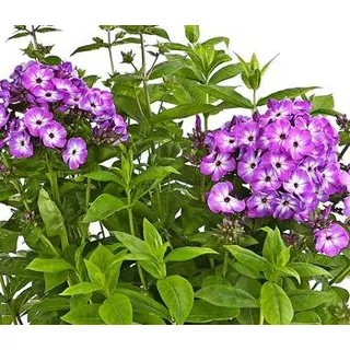 Bio Stauden-Phlox, blau
