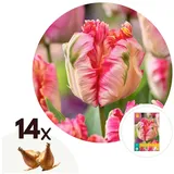 Plant in a Box - Tulpenzwiebeln - 14 Stk - Tulipa 'Apricot Parrot' - Blumenzwiebeln - Rosa