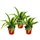 EXOTENHERZ Chlorophytum Mini, 3er Set, Grünlilie