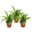 EXOTENHERZ Chlorophytum Mini, 3er Set, Grünlilie