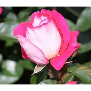 Beetrose 'Heimatmelodie®', Pink, Weiß