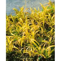 Pflanzen Für Dich Milium effusum 'Aureum', Gold-Segge, ca. 9x9
