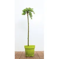 Pflanzen Für Dich Salix arbuscula, 30 cm Stammhöhe