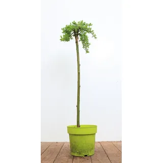 Pflanzen Für Dich Salix arbuscula Bergweide 30 cm Stammhöhe